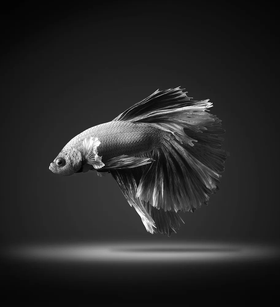 Portraits of Fish by Photographer Visarute Angkatavanich
