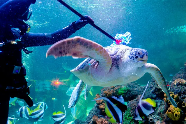 Diver Oliver Volz scrubs a sea turtle during a spring clean at the Sea Life aquarium, Timmendorfer Strand, Germany on May 14, 2019. (Photo by Frank Molter/AFP Photo)