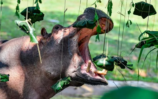 A hippopotamus opens its mouth to eat specially-made “rice dumplings” before Dragon Boat Festival at Chimelong Safari Park on June 6, 2019 in Guangzhou, Guangdong Province of China. (Photo by Chen Jimin/China News Service/VCG via Getty Images)