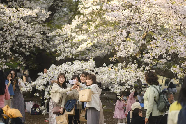 Shinjuku Gyoen, Tokyo, on April 7, 2024. Park goers take photos with the cherry blossom trees. (Photo by Irwin Wong for The Washington Post)