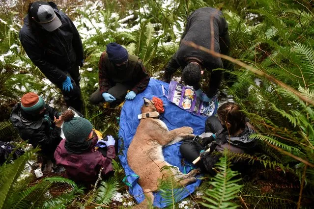Olympic Cougar Project members work to replace the GPS collar on Lilu, a wild cougar, near Port Angeles, Washington, U.S., December 14, 2021. (Photo by Stephanie Keith/Reuters)