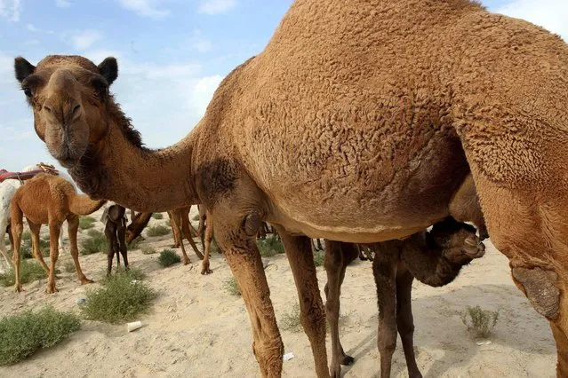 A calf suckles on his mother's teat in the Kuwaiti desert, 65 kms South of Kuwait City, on March 10, 2017. (Photo by Yasser Al-Zayyat/AFP Photo)