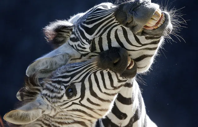 In December born male zebra Jambo, left, plays with it's mother as it is enjoying the outdoor enclosure while shown to public for the first time at the Zoo in Wuppertal, Germany, Wednesday, April 16, 2014. (Photo by Frank Augstein/AP Photo)
