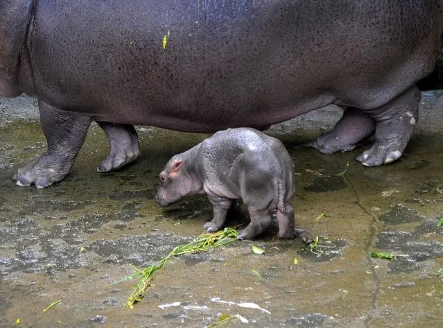 A hippopotamus calf walks next to its eight-year-old mother Kaveri inside their enclosure at the zoo within the Bannerghatta Biological Park, on the outskirts of Bengaluru, India, July 1, 2015. The yet unnamed calf was born in the zoo on June 29, 2015. (Photo by Abhishek N. Chinnappa/Reuters)