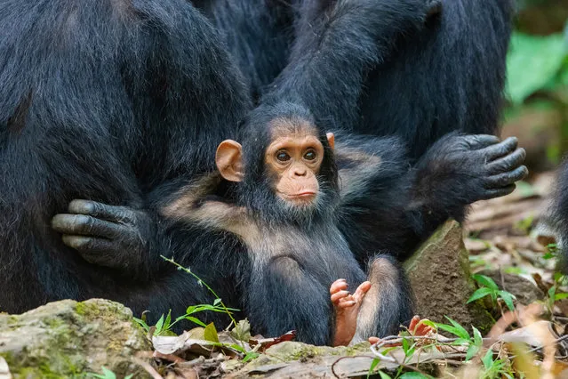 “Laid Back Chimp!”. (Photo by Thomas D. Mangelsen/Comedy Wildlife Photo Awards 2019)