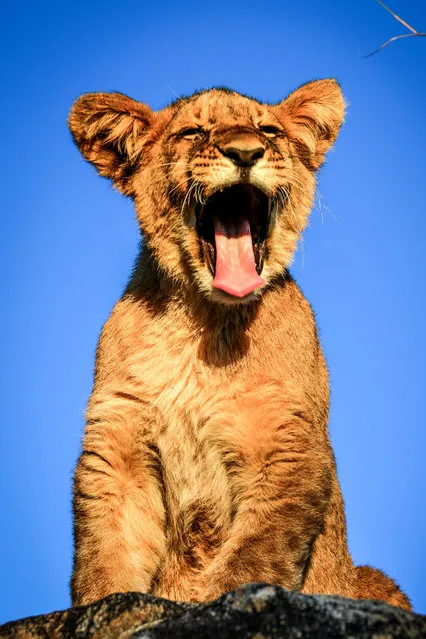 One of the lion cubs singing its heart out. (Photo by David Jenkins/Caters News Agency)