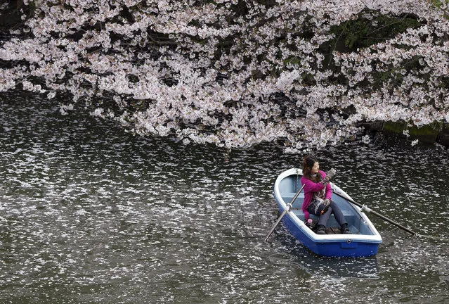 A woman takes a photo on a boat through a sea of cherry blossom petals at Imperial Palace moat in Tokyo, Monday, April 4, 2016. People all over the country go out to see cherry blossoms as the country's iconic flower is full bloom. (Photo by Shizuo Kambayashi/AP Photo)