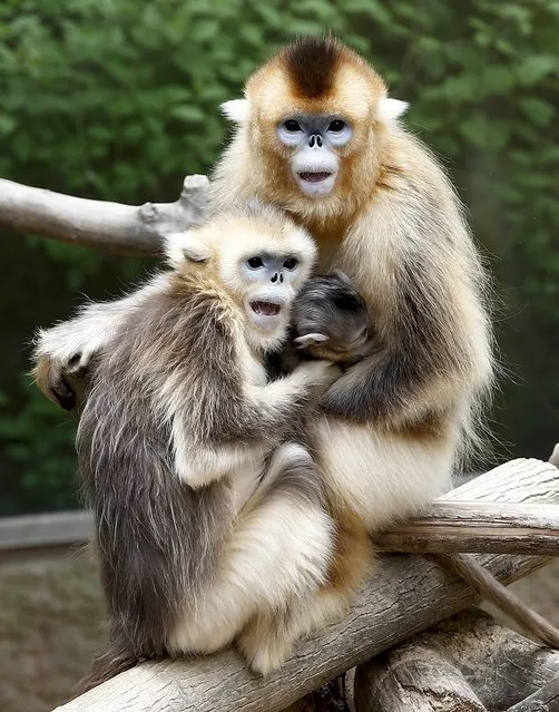 A young golden monkey (fifteen days old) rests in his mother's breast in South Korea's largest amusement park Everland in Youngin, Gyeonggi-province, South Korea, 20 May 2014. The golden monkey, admired for its golden fur, is one of the first-class national protected animals in China. (Photo by Jeon Heon-Kyun/EPA)