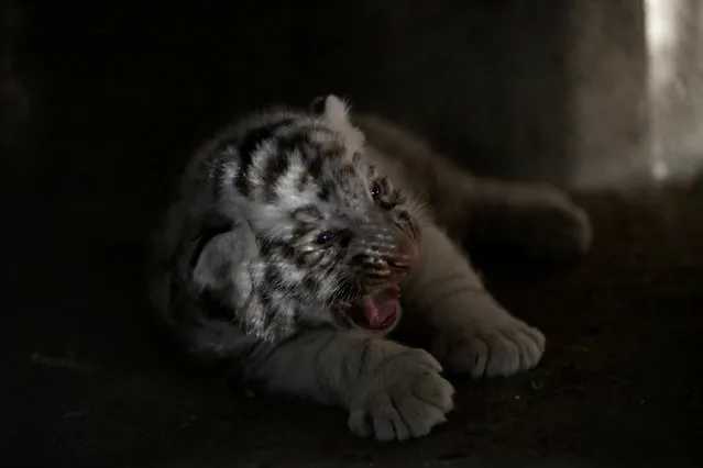 A newborn white Siberian tiger cub yawns in its enclosure at San Jorge zoo in Ciudad Juarez, Mexico, May 15, 2017. (Photo by Jose Luis Gonzalez/Reuters)