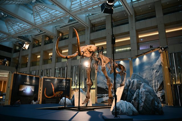 The remains of a 3.5 meters tall, 12,000-year-old woolly mammoth is seen on display in Hong Kong on August 15, 2024, the first-ever public display of a mammoth skeleton of this scale in the city. This rare woolly mammoth skeleton is being shown as part of the relocation of Sotheby's auction house in Hong Kong. (Photo by Peter Park/AFP Photo)