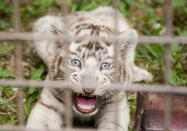 One of four white Bengali tiger cubs born at the end of May in Xantus Janos Zoo snarls in their enclosure in Gyor, 120 kms west of Budapest, Hungary, Friday, July 24, 2015. (Photo by Csaba Krizsan/MTI via AP Photo)