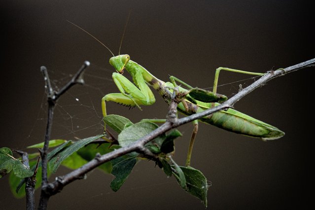 A European Mantis is seen on a tree branch in Bursa, Turkiye on August 30, 2023. As of August, the mantis exhibit heightened activity in their search for partners. An exceptional characteristic of mantis is that females attack and cannibalize the males. They also hunt a range of animals including reptiles and insects, therefore, very helpful for agriculture as they can act as an effective form of organic pest control. (Photo by Alper Tuydes/Anadolu Agency via Getty Images)