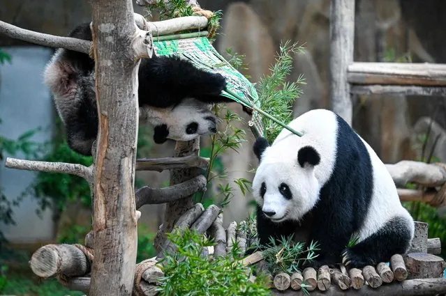 Sheng Yi (L), a female panda, plays with her mother Feng Yi (R) inside the panda enclosure at the National Zoo in Kuala Lumpur on May 25, 2022. (Photo by Mohd Rasfan/AFP Photo)