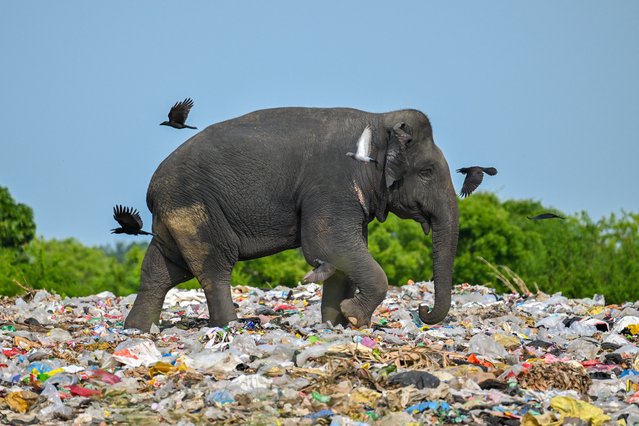 A wild elephant eats garbage containing plastic waste at a dump in Sri Lanka's eastern district of Ampara on June 3, 2023. Sri Lanka is set to launch a nation-wide clean up of plastic waste ahead of new laws banning the sale of single use plastics, the Environmental ministry said, after a spate of deaths of elephants and deer in the island's northeast after foraging at open garbage tips filled with plastic waste, whilst shrinking habitat has led to jumbos raiding villages looking for food. (Photo by Ishara S. Kodikara/AFP Photo)