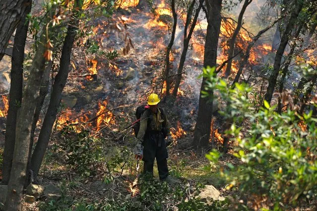A Hotshots member from the U.S. Forest Department sets a back fire while battling the the so-called “Sherpa Fire”, which has grown to over 1100 acres overnight, in the hills near Goleta, California, U.S. June 16, 2016. (Photo by Mario Anzuoni/Reuters)