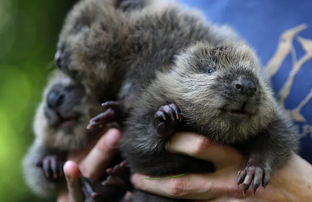 A zoo keeper holds three young beavers in Wuppertal Zoo, Germany, July 31, 2015. (Photo by Oliver Berg/EPA)