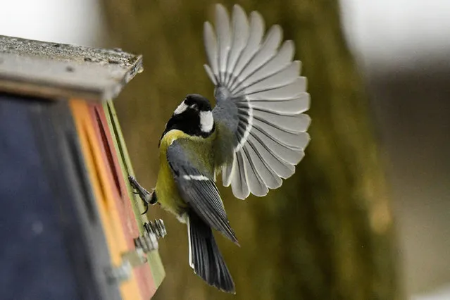 A tomtit feeds from a bird feeder at a park in Moscow on January 13, 2020. (Photo by Kirill Kudryavtsev/AFP Photo)