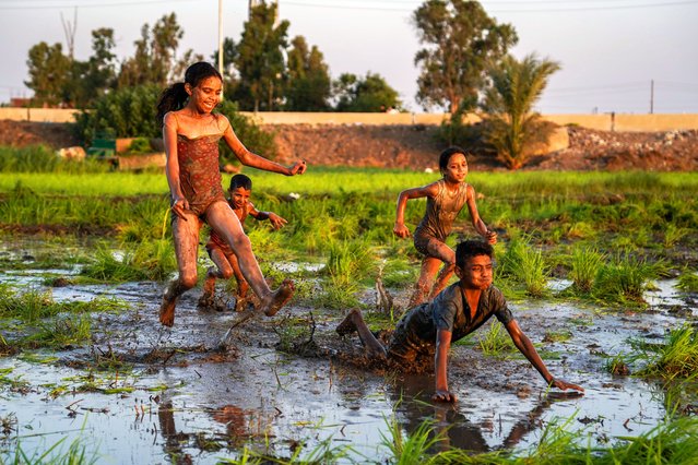 Farmers are spreading out across the lands to begin the rice planting season amid an atmosphere of happiness, laughter, and fun from all family members who are all involved in the work in Sharkia Governorate, Egypt, on June 25, 2024. (Photo by Ahmed Gamal/NurPhoto/Rex Features/Shutterstock)