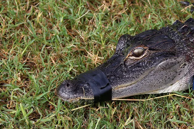 An alligator has its mouth taped shut and is held down after it was caught by a trapper to relocate it to a more natural environment in Orlando, Florida, U.S., June 19, 2016. (Photo by Carlo Allegri/Reuters)