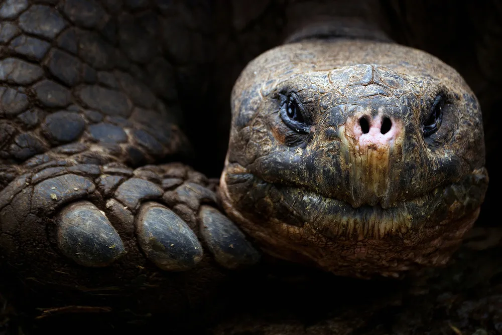 End of an era as Lonesome George passes away