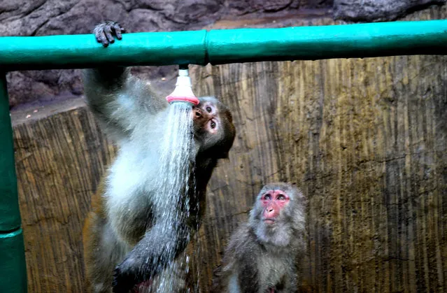 Macaques cool off in showers at the Wulongkou scenic resort as a heatwave hits eastern China in Jiyuan on August 3, 2017. (Photo by SIPA Asia/Rex Features/Shutterstock)