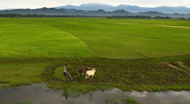 An Indian farmer ploughing his agricultural field in the Assam-Arunachal Pradesh border region, northeast India, 10 August 2015. Recent sufficient rainfalls brought increasing hopes for a good crop for the farmers of northeast India. (Photo by EPA/Stringer)