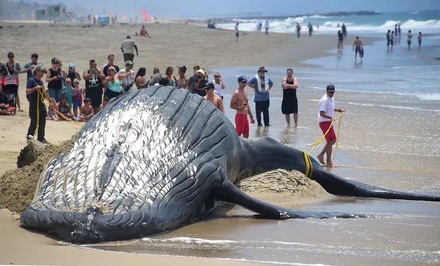 Lifeguards tie rope to the dead whale for boats to pull as a crowd gathers to watch at Dockweiler State Beach in Playa Del Ray, California on July 1, 2016 as a dead humpback whale which washed on shore last night is attemped to be brought back out to the ocean. 
With the scent of the rotting dead whale permeating the air at the beach, workers are attempting to quickly remove the deceased before thousands of beachgoers are expected at Southern California beaches for the July 4th weekend. (Photo by Frederic J. Brown/AFP Photo)