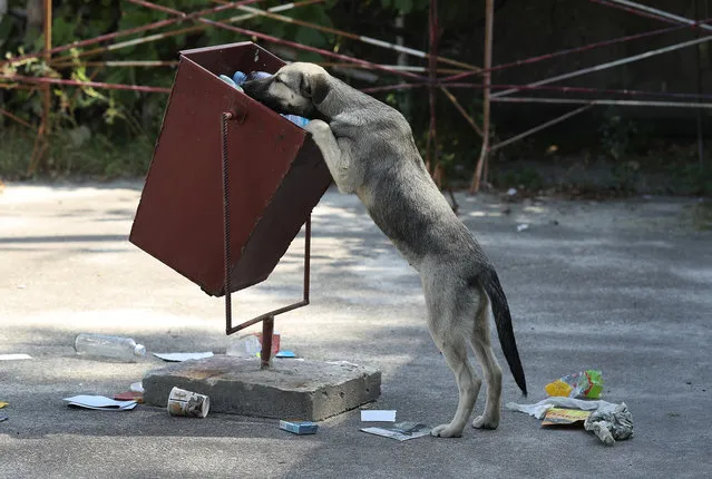 A tagged, stray dog sniffs for food in a trash can outside the workers cafeteria inside the exclusion zone at the Chernobyl nuclear power plant on August 18, 2017 near Chornobyl, Ukraine. (Photo by Sean Gallup/Getty Images)