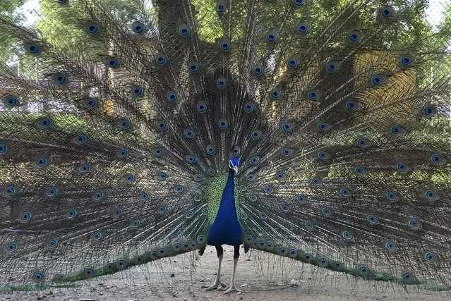 A peacock stands in Lake View Park, in Islamabad, Pakistan, Thursday, July 14, 2022. (Photo by Rahmat Gul/AP Photo)
