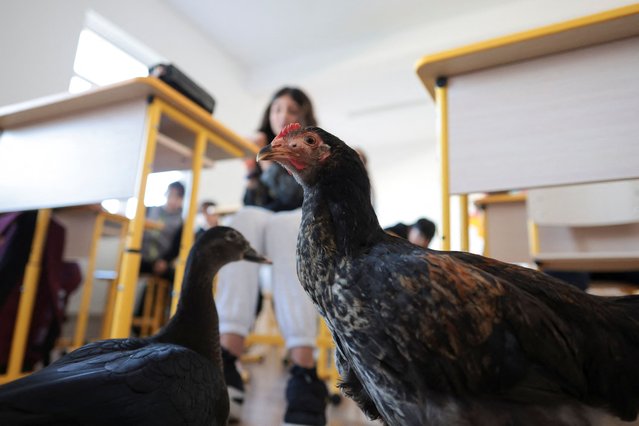 Rodica the chicken and Bubbles the duck attend an animal awareness class, in Sindrilita, Ilfov, Romania, on November 7, 2024. (Photo by George Calin/Inquam Photos via Reuters)