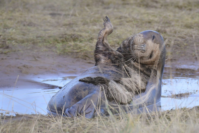 Mammal Comedian Award winner: Grey Seal by Philip Ryan. (Photo by Philip Ryan/Mammal Photographer of the Year 2020)