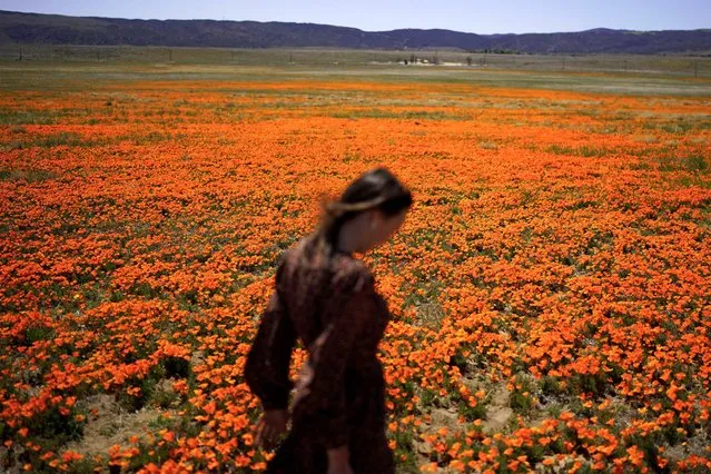 Elena Ivanov, visiting from San Jose, Calif., walks across the field covered poppies in full bloom near the Antelope Valley California Poppy Reserve in Lancaster, Calif., Wednesday, March 30, 2022. (Photo by Jae C. Hong/AP Photo)