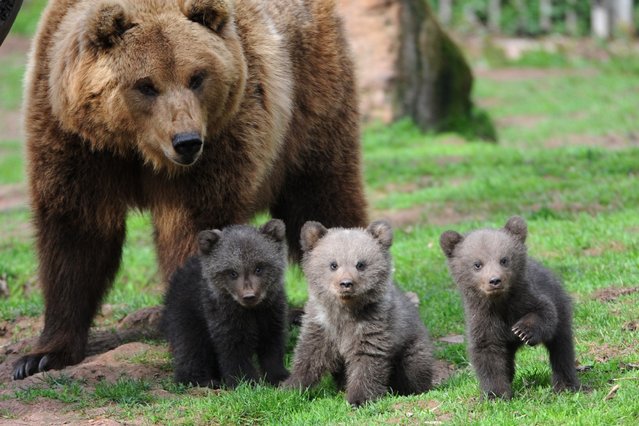 Mother Orsa and her three young bears discover the open-air enclosure at the wildlife park Tripsdrill, on 10 April 2012, near Cleebronn, southern Germany. (Photo by Franziska Kraufmann/AFP Photo)