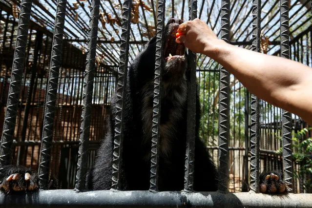 An employee gives papaya to an Andean bear at the Paraguana zoo in Punto Fijo, Venezuela July 22, 2016. (Photo by Carlos Jasso/Reuters)