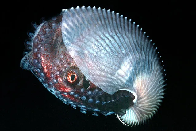 Paper nautilus. (Photo by Valerie Taylor/Caters News)