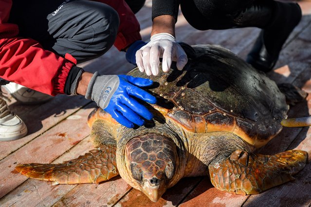 Marine specialists treat a sea turtle on a care barge in Tunisia's Kerkennah Island, the only one in the Mediterranean, on December 18, 2024. Harbouring netted enclosures underwater, the barge is used to treat injured loggerhead turtles, allowing the threatened species to receive care in saltwater, its natural habitat, and is the first floating rehabilitation centre for the species in the Mediterranean, organisers of the UN-funded project said. (Photo by Akim Rezgui/AFP Photo)