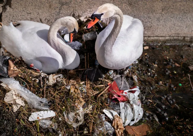 Swan couple builds a nest out of waste and garbage at The Lakes in central Copenhagen, Denmark on April 28, 2020. (Photo by Liselotte Sabroe/Ritzau Scanpix via Reuters)