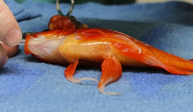 A 10-year-old pet goldfish named George prepares to undergo veterinarian Tristan Rich's scalpel to remove a life-threatening head tumor in this handout picture taken September 11, 2014 and provided to Reuters by the Lort Smith Animal Hospital in Melbourne, Australia. (Photo by Reuters/Lort Smith Animal Hospital)
