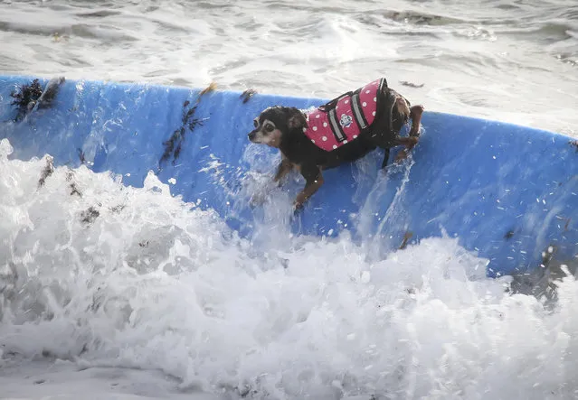 Hang 20 Surf Dog Classic at Carlin Park in Jupiter Saturday, August 29, 2015. (Photo by Bruce R. Bennett/The Palm Beach Post)