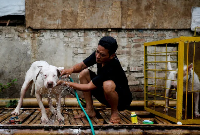 Dog breeder Agus Badud washes his dog at his house in Cibiuk village of Majalaya, West Java province, Indonesia, September 27, 2017. (Photo by Reuters/Beawiharta)