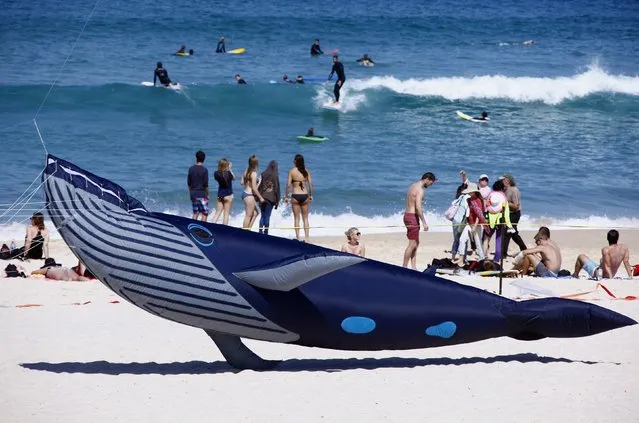 Surfers and beachgoers are seen behind a whale-shaped kite during the annual Festival of the Winds at Sydney's Bondi Beach September 14, 2014. The festival attracts hundreds of local and international kite-makers, and is one of the largest kite festivals in the nation, according to organisers. (Photo by David Gray/Reuters)