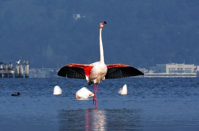 A flamingo is seen with its wings spread as other flamingos are feeding in the inner bay of Izmir, Turkiye on February 05, 2025. Some of the flamingos, whose habitat is the Gediz Delta in Izmir, head to the inner bay in search of food during the winter months and continue to feed in the inner bay throughout the day. Flamingos move in the shallow waters of Izmir Bay to find food during the winter months, come to areas such as Alsancak Port and Meles Delta in the inner gulf and approach the city center. (Photo by Mahmut Serdar Alakus/Anadolu via Getty Images)