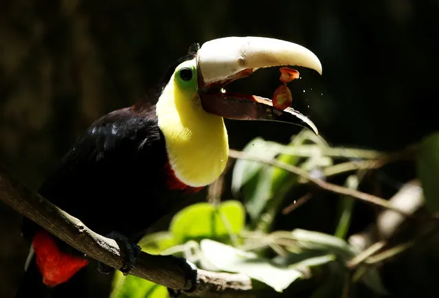 Grecia the toucan, which lost most of his upper beak in an attack, eat with his new 3D-printed beak at Zoo Ave animal sanctuary in Alajuela, Costa Rica, August 10, 2016. (Photo by Juan Carlos Ulate/Reuters)
