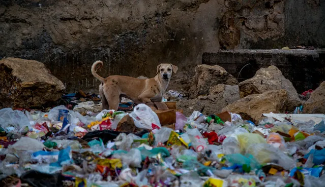 Young environmental photographer of the year: Syed Umer Hasan for “Karachi Wildlife”. As one of the world’s fastest growing cities, Karachi is facing a crisis with stray dogs. Hundreds of them are being poisoned, spurring animal rights activists to condemn the killings. At the same time, thousands of people in the city are suffering from dog bites. (Photo by Syed Umer Hasan/2017 Ciwem environmental photographer of the year)