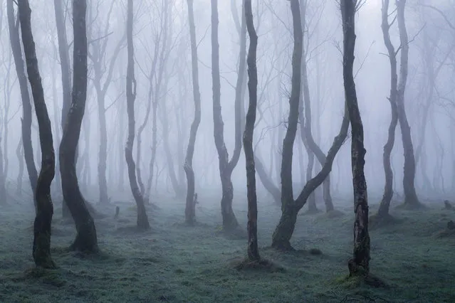 Francis Joseph Taylor, wild woods category winner: A Magical Morning, Derbyshire. “Thick fog drifted through the eerie silver birches at Bolehill Quarry in the Peak District national park, creating a magical morning of light”. (Photo by Francis Joseph Taylor/British Wildlife Photography Awards 2017)