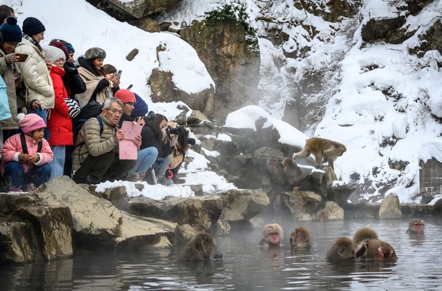 This photo taken on February 7, 2025 shows tourists making photographs of Japanese macaques, commonly referred to as “snow monkeys”, taking an open-air hot spring bath, or “onsen” at the Jigokudani (Hell's Valley) Monkey Park in the town of Yamanouchi, Nagano prefecture. (Photo by Mladen Antonov/AFP Photo)