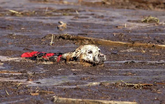 A cadaver dog swims through mud and debris during a search for the remaining victim of a flash flood Thursday, September 17, 2015, in Hildale, Utah. The flood water swept away multiple vehicles in the Utah-Arizona border town, killing several people. (Photo by Rick Bowmer/AP Photo)