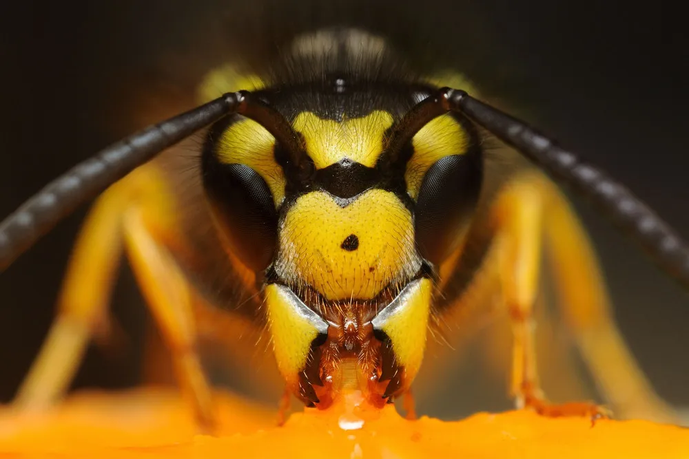 Deadly Insects Hornet