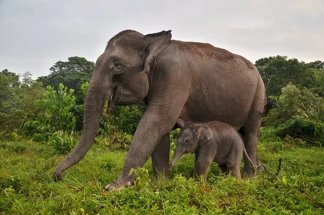 A baby Sumatran elephant (elephas maximus sumatranus) seen playing with her mother at Elephant Flying Squad Camp, Tesso Nilo National Park on November 23, 2017 in Riau, Indonesia. The elephant baby named Harmoni Rimbo was born on November 21, 2017, which is the result of marriage between wild elephant with tame female elephant Flying Squad WWF and Riau Natural Resource Conservation Center (BBKSDA). Indonesia's endangered elephants are threatened by shrinking habitat due to deforestation. Only 3,000 Sumatran elephants are believed to remain in the wild. (Photo by Jefta Images/Barcroft Images)