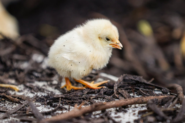 A chick roams around Jose Marti Park on Thursday, March 13, 2025, in Tampa, Florida. (Photo by Jefferee Woo/Tampa Bay Times/ZUMA Press Wire/Rex Features/Shutterstock)